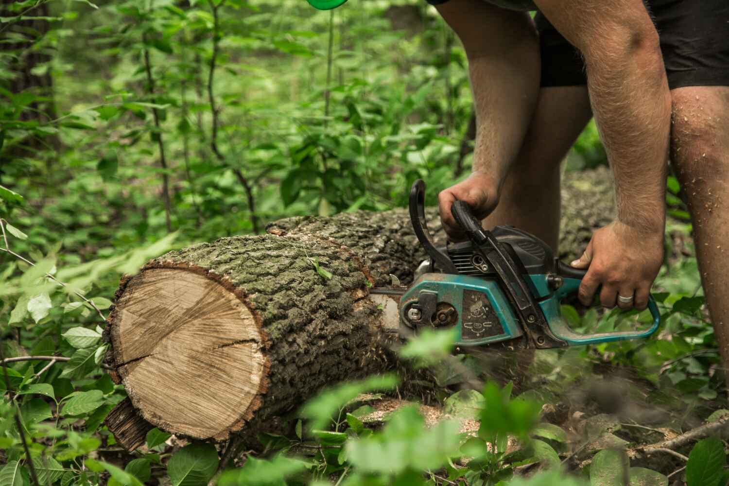 Residential Tree Removal